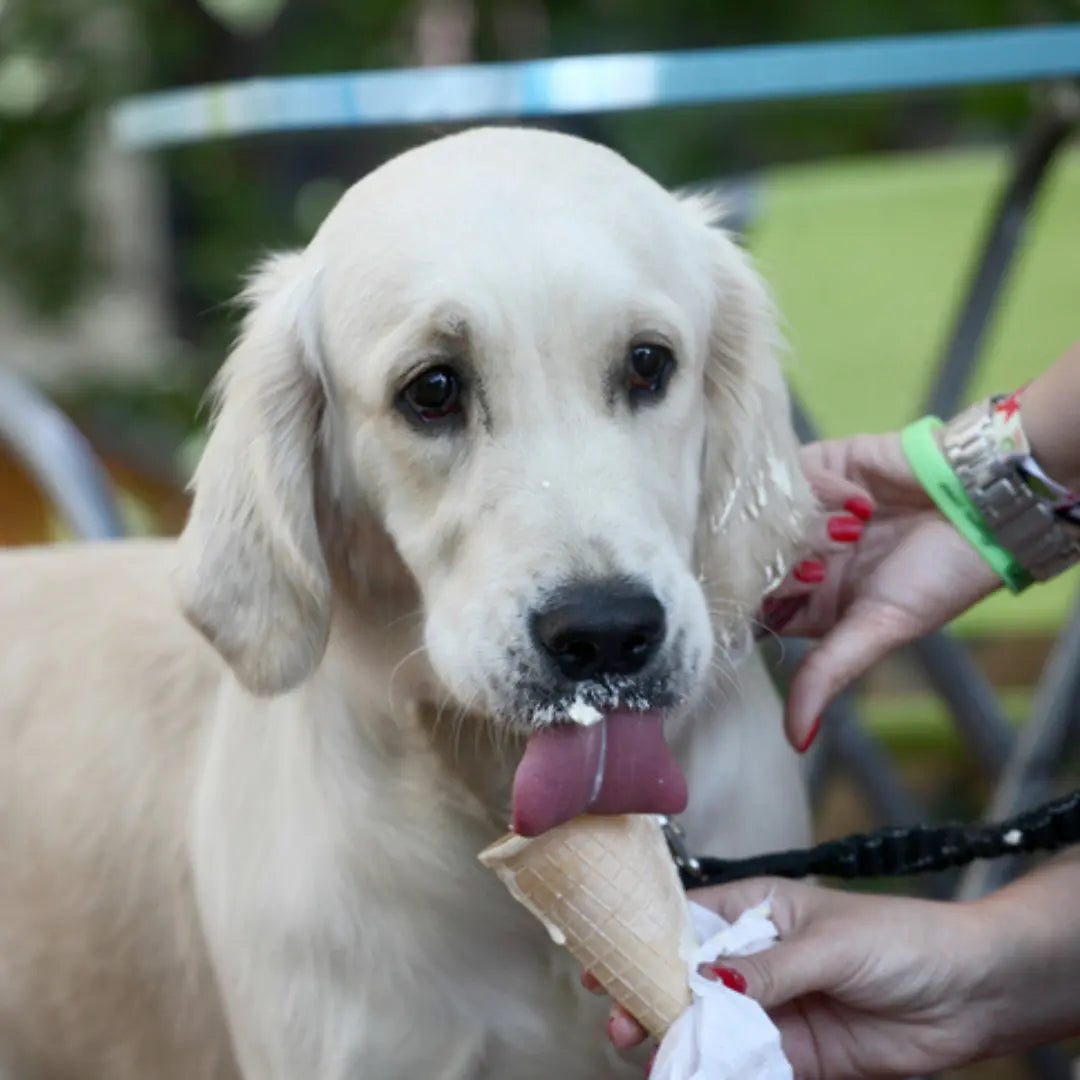 Dog licks ice cream