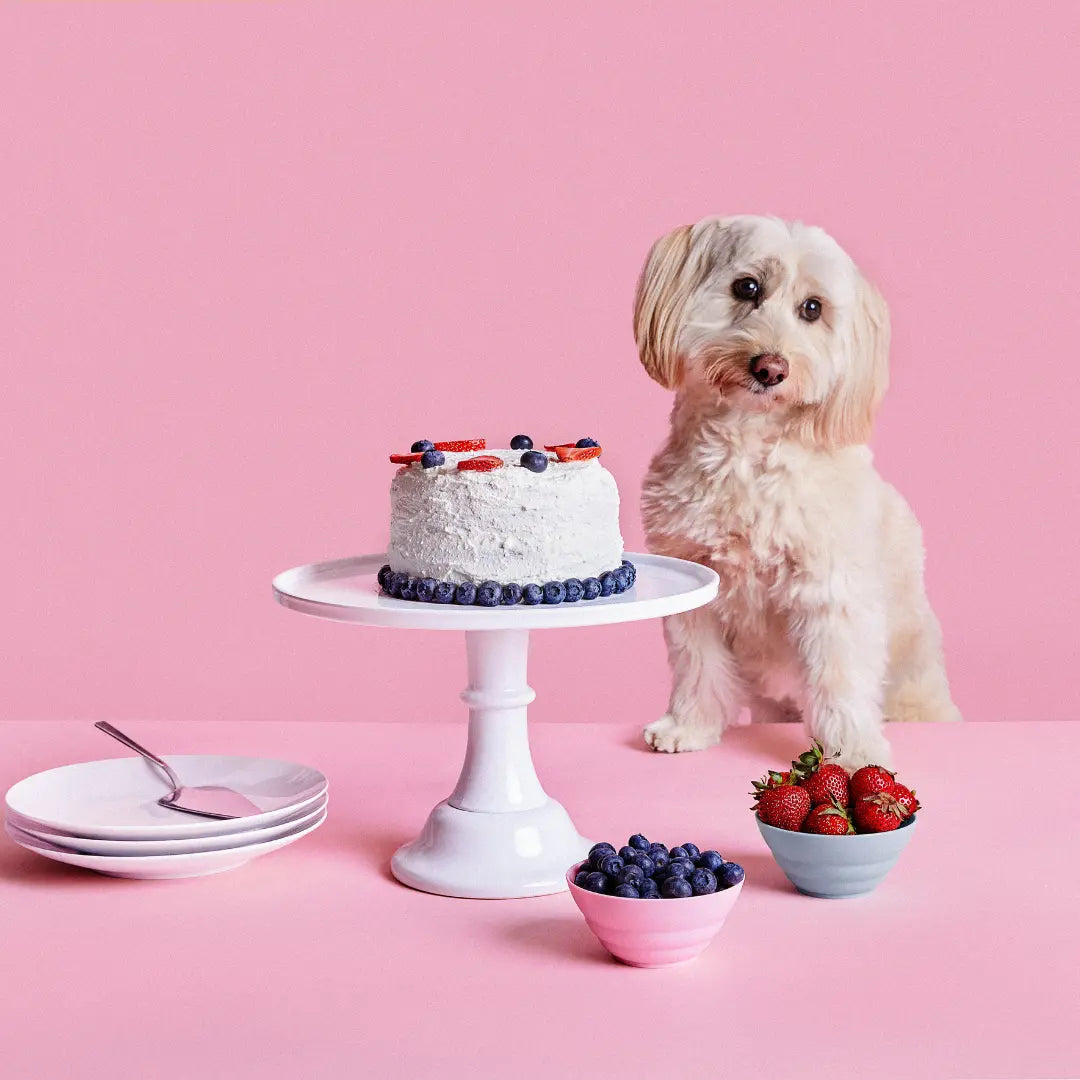 Easy-Homemade-Dog-Cake-Recipe Dog Child