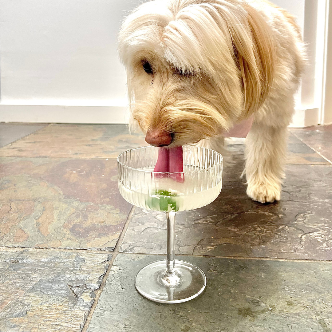 Chicken broth in water for clearance dogs