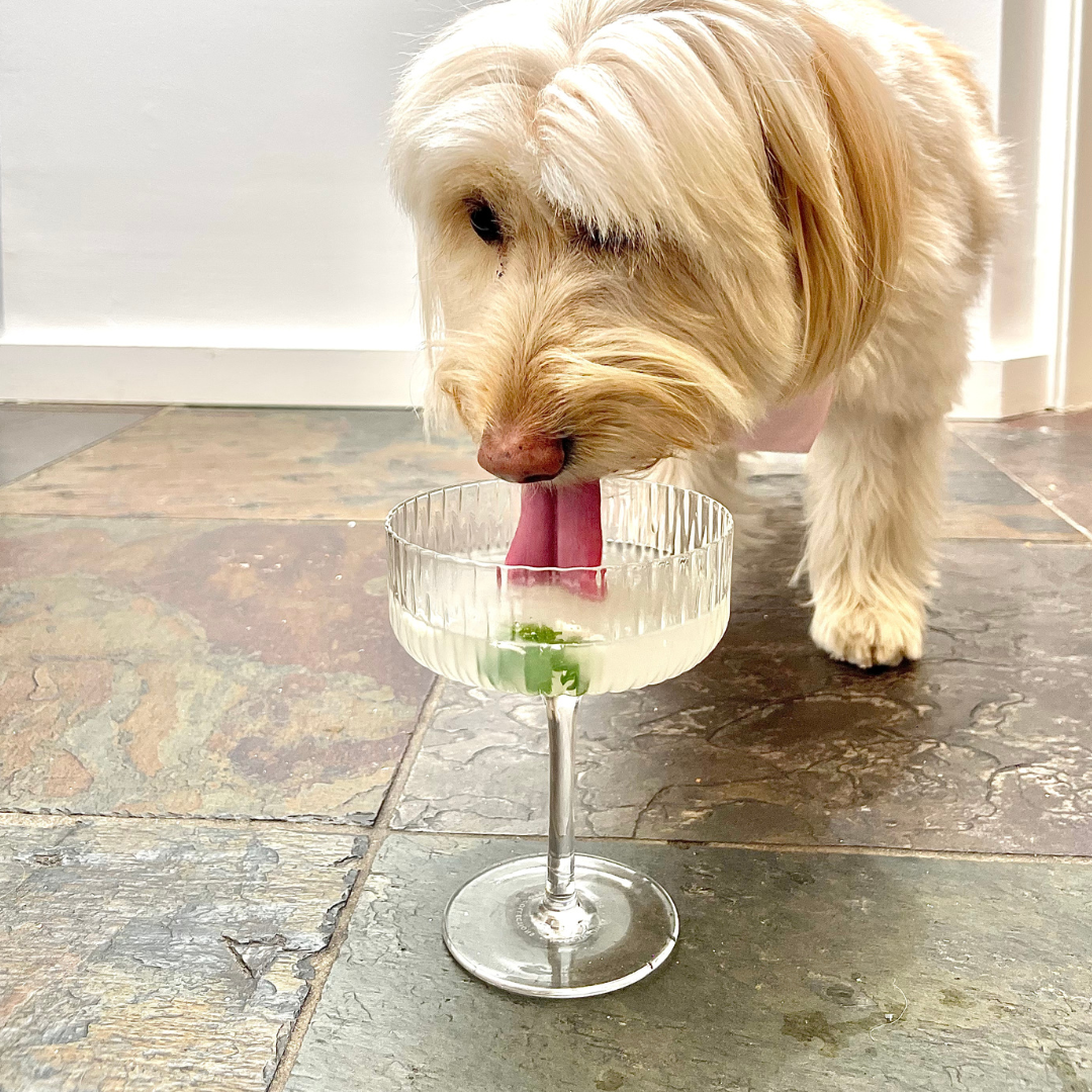 bone broth for dogs