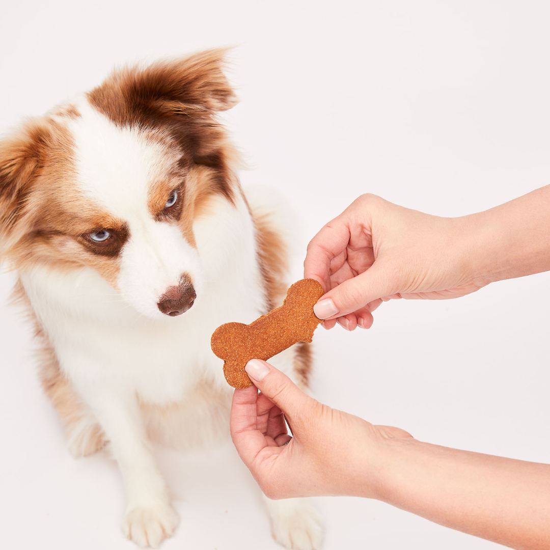 dog with treat