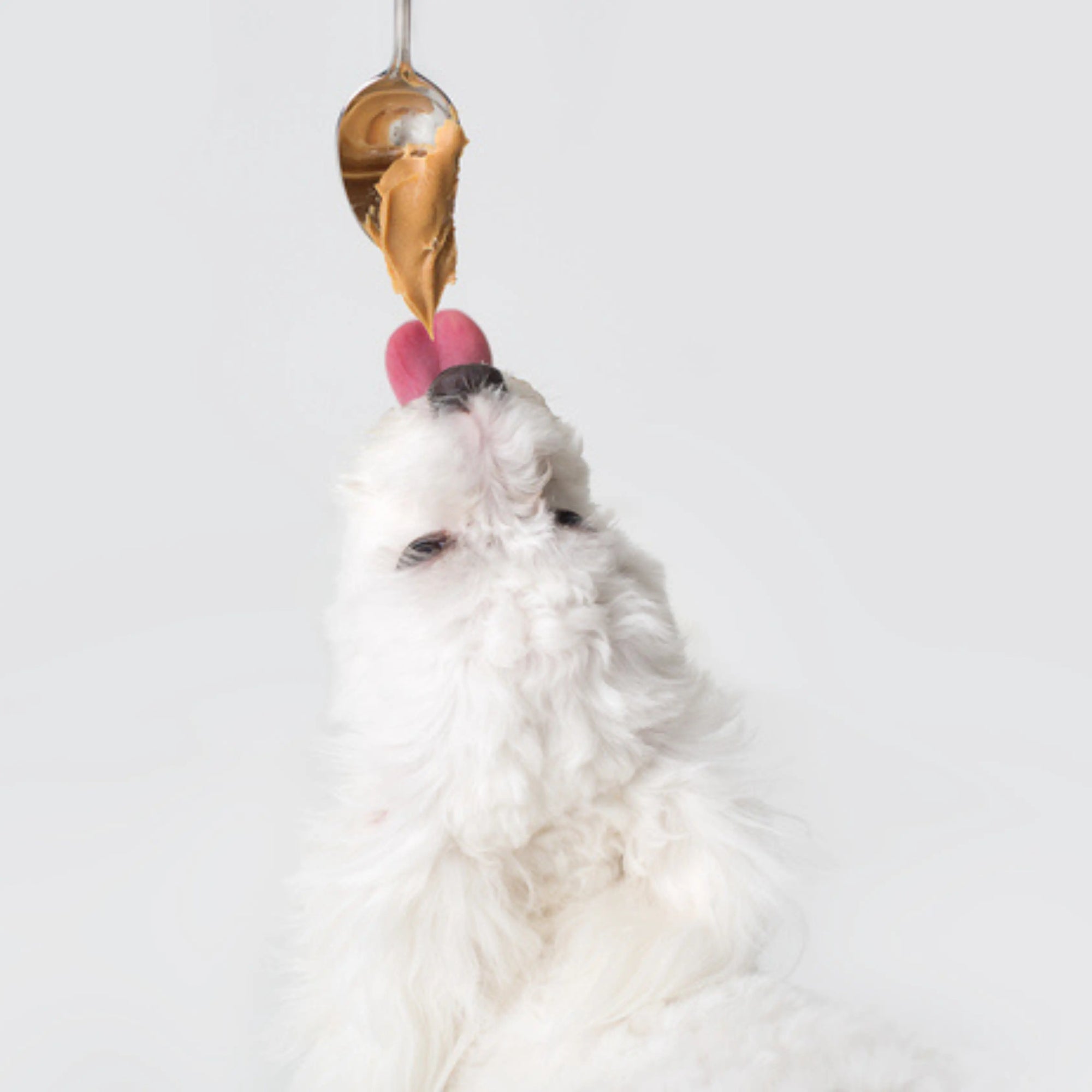 8-Easy-Peanut-Butter-Dog-Treat-Recipes Dog Child