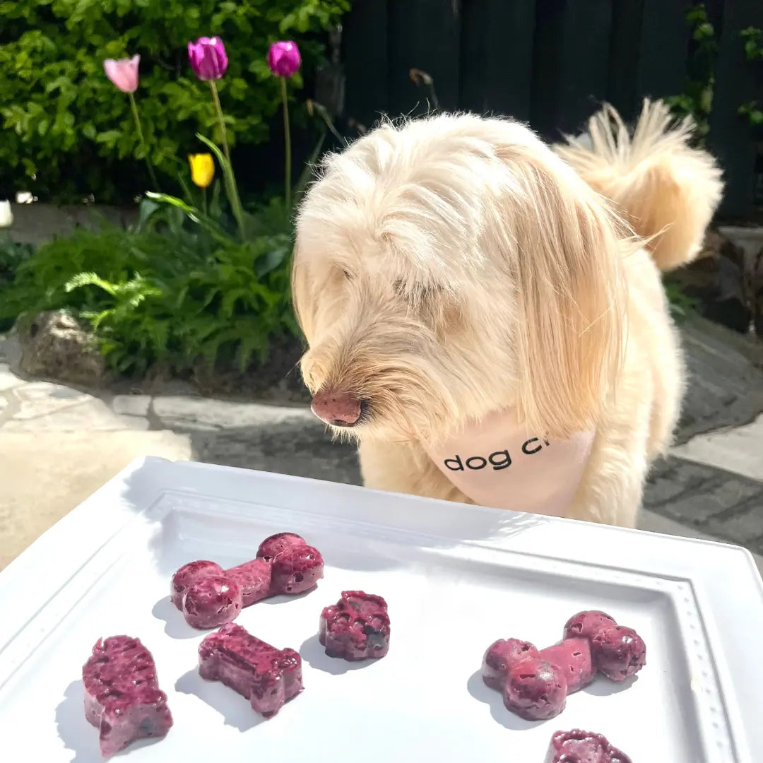 Berry-Allergy-Dog-Treat-Recipe Dog Child