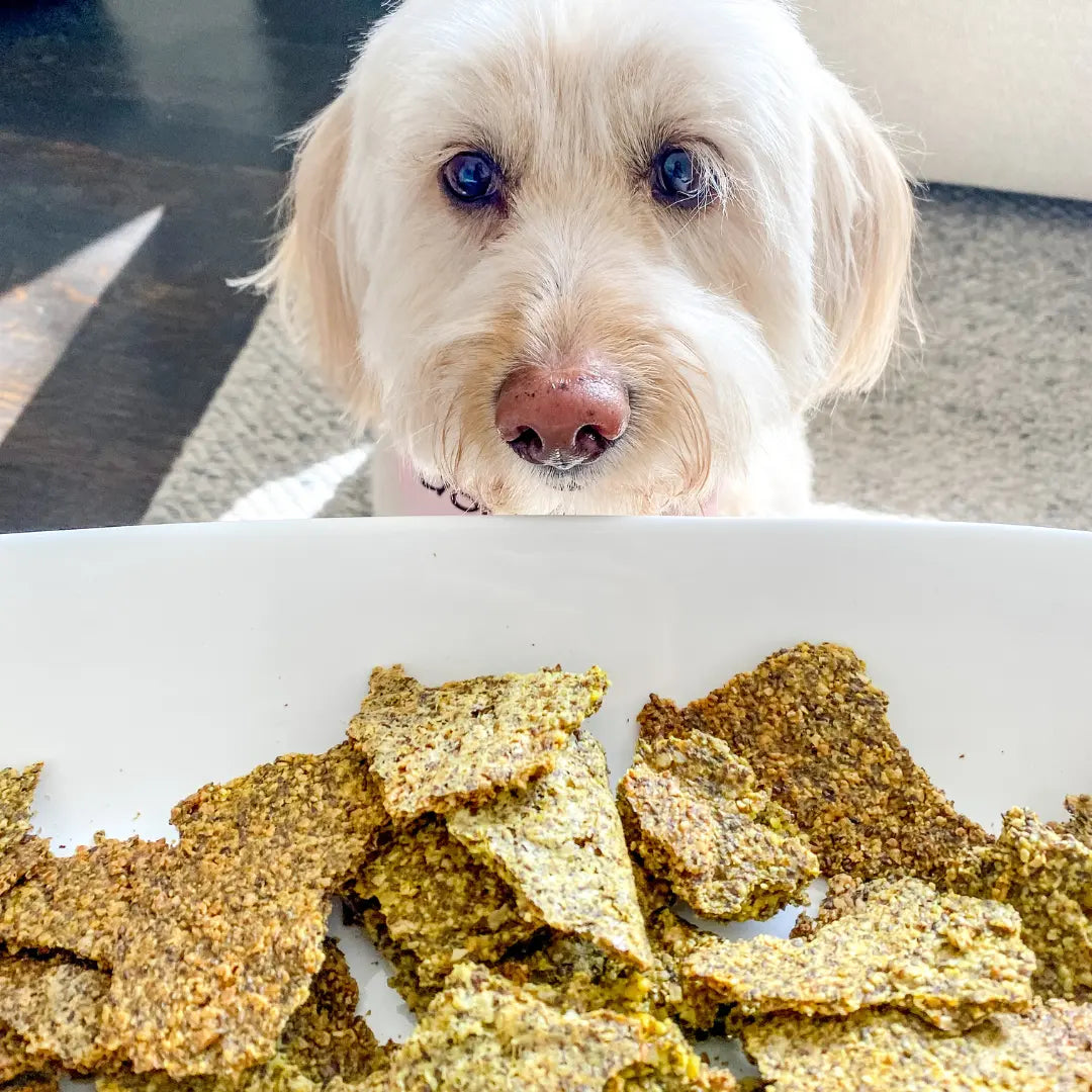 Seed-Crackers-for-Dogs-Homemade-Treat-Easy-Recipe Dog Child