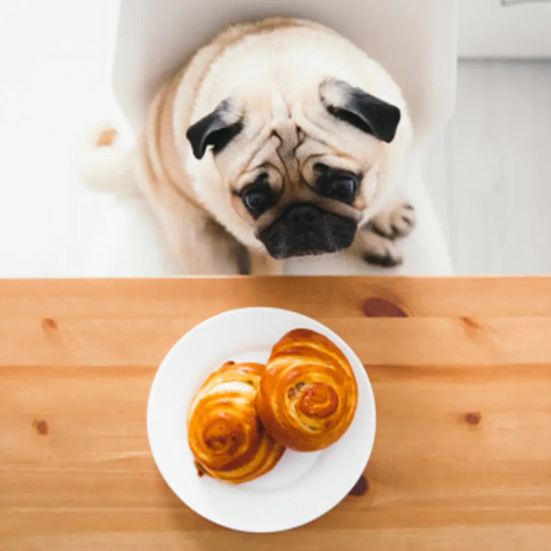 spices for dogs