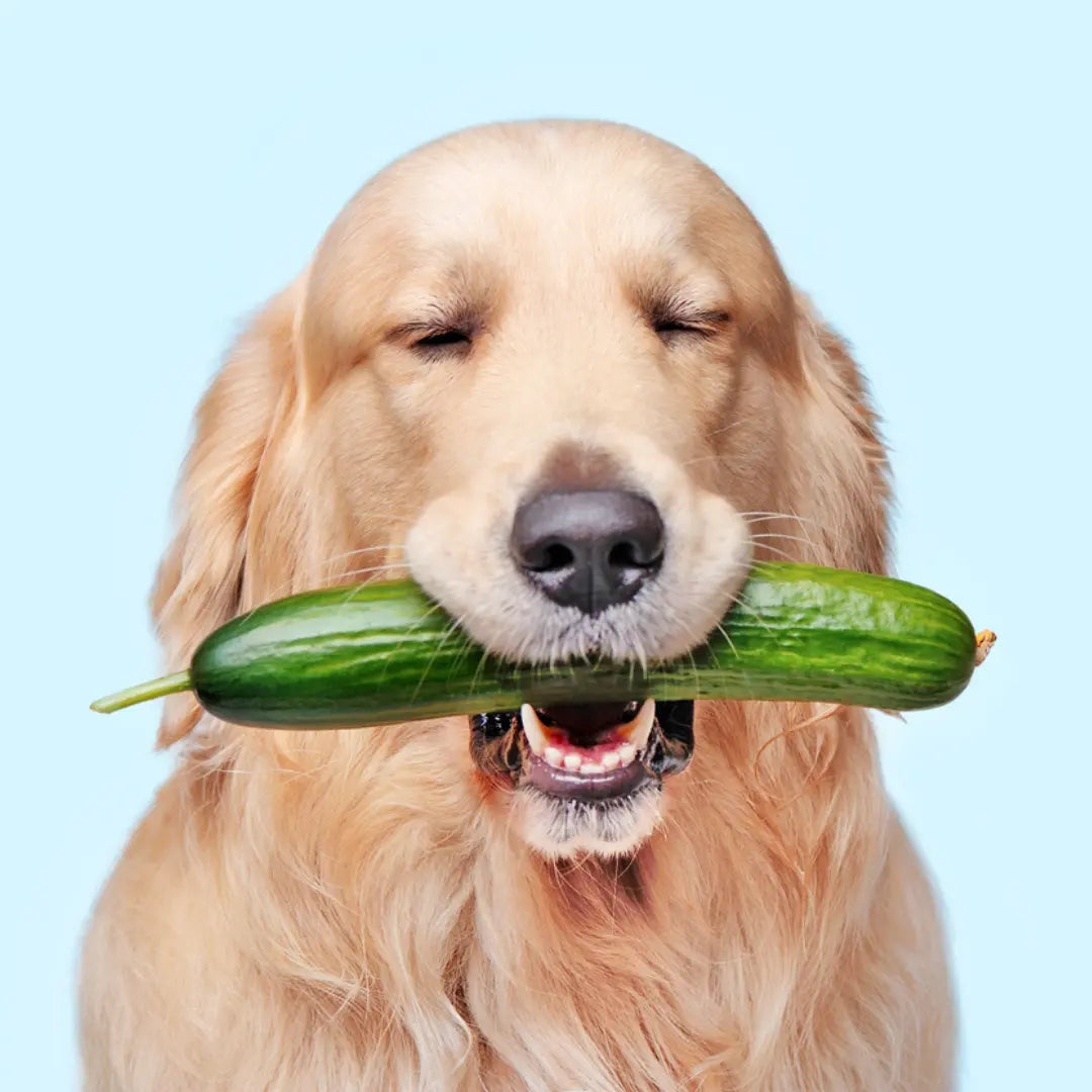can golden retriever eat cucumber?