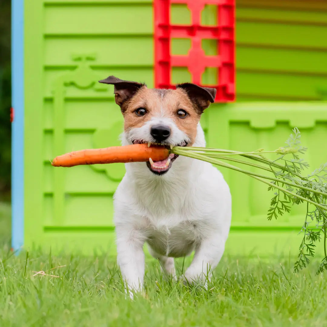 Low glycemic hot sale vegetables for dogs