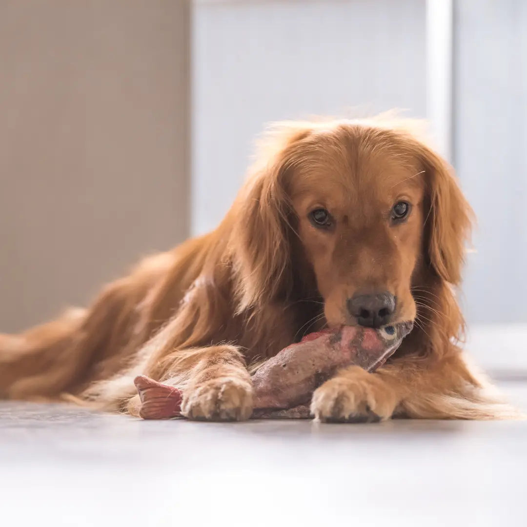 dog eating fish