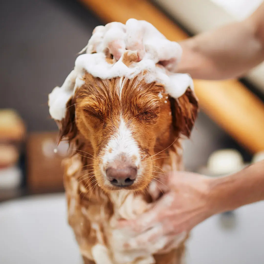 washing dog