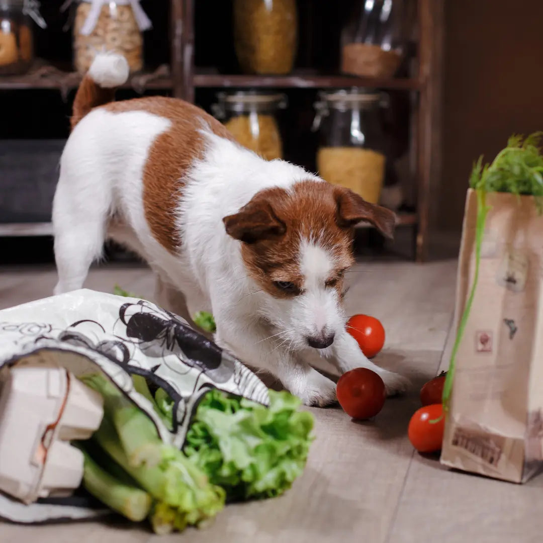 Dog avoiding clearance food