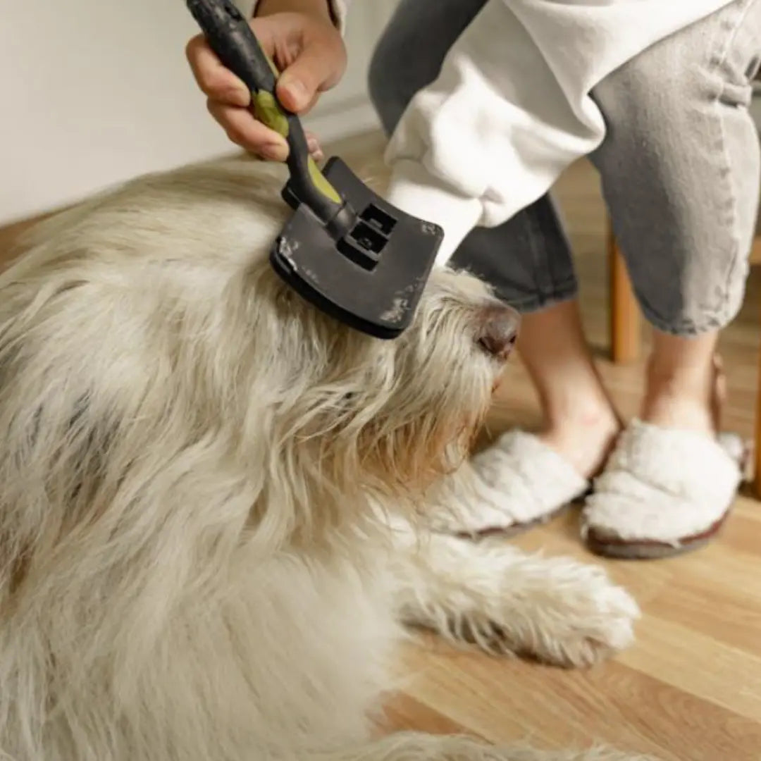 Stress-Free Grooming for Senior Dogs in Texas Dog Child