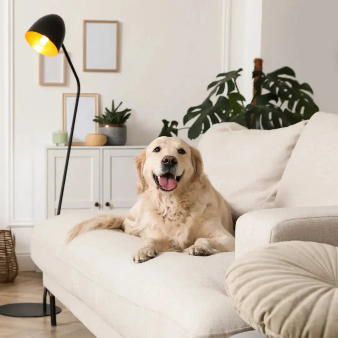 Creating A Healthier Home Environment For Your Dog Dog Child