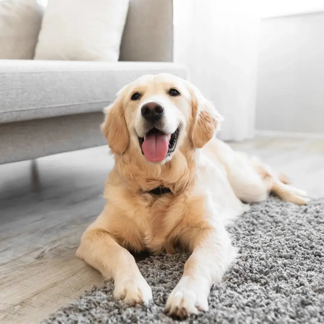 How Dog Parents Can Create Lasting Memories While Caring for Their Pets Dog Child