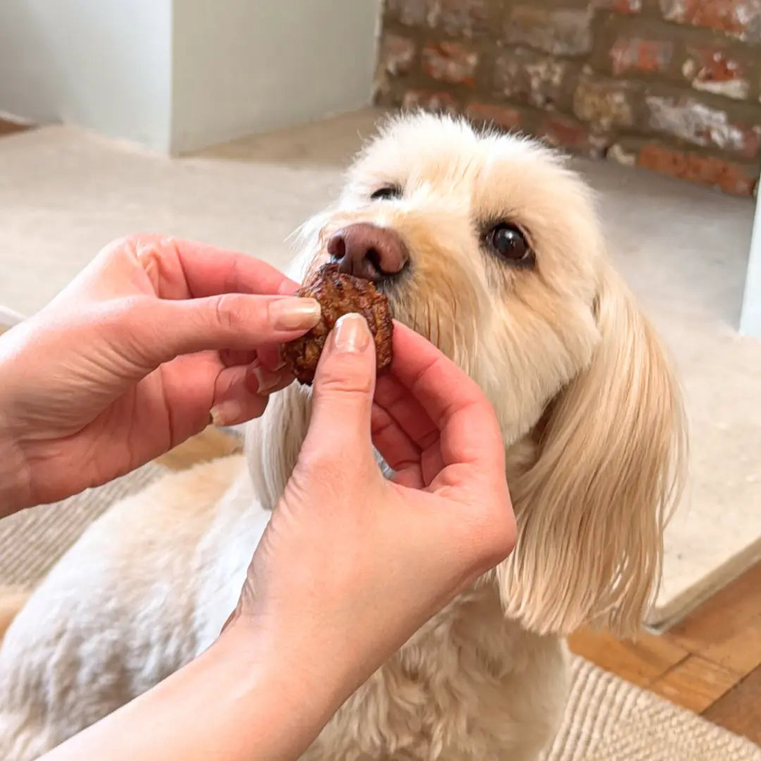 2-Ingredient-Banana-Peanut-Butter-Dog-Treat-Recipe Dog Child