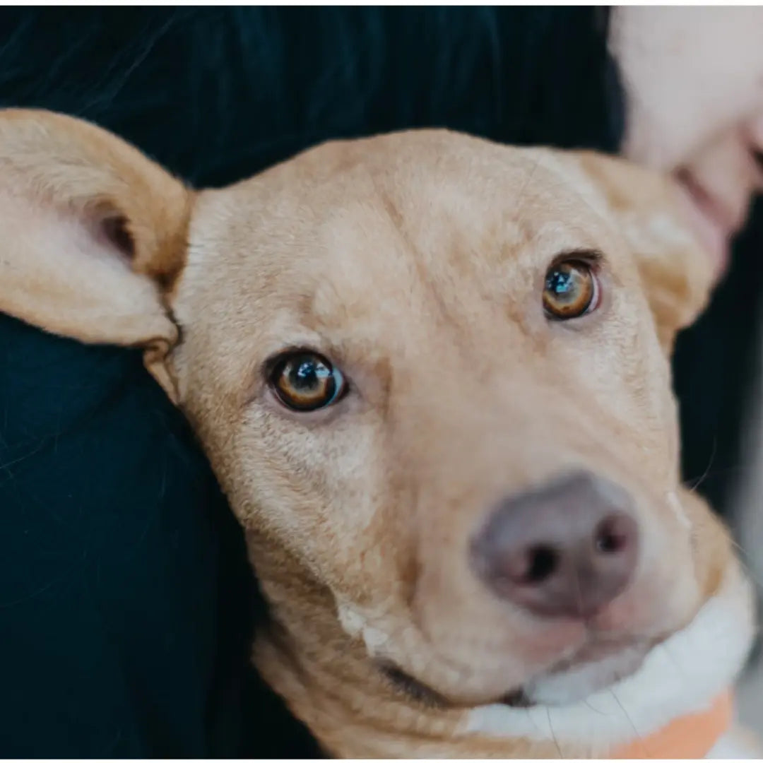 Unexpected Pet Illnesses: What Every Owner Needs Dog Child