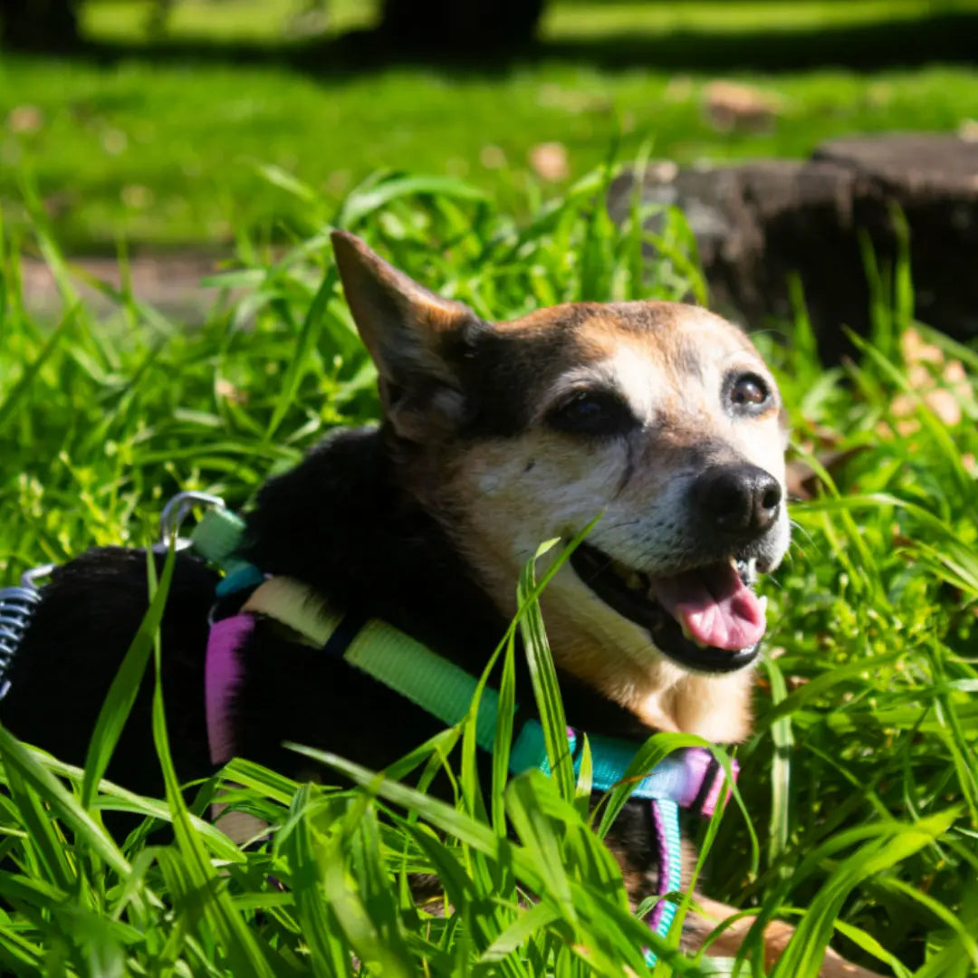 Could You Be Overfeeding Your Dog? 8 Signs to Check Dog Child