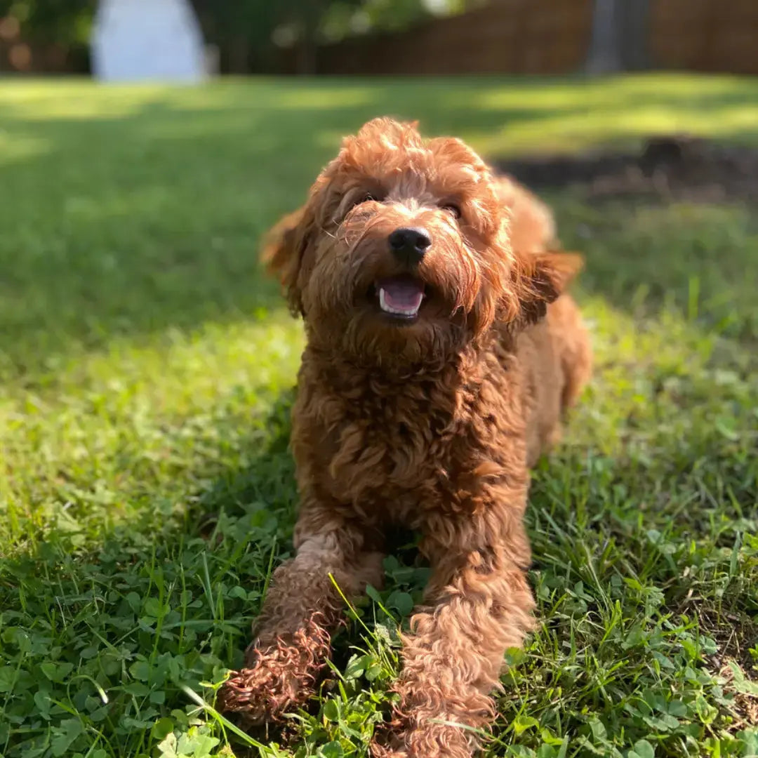 Why Medium-Sized Dogs Are the Hardest to Get “Just Right” Dog Child