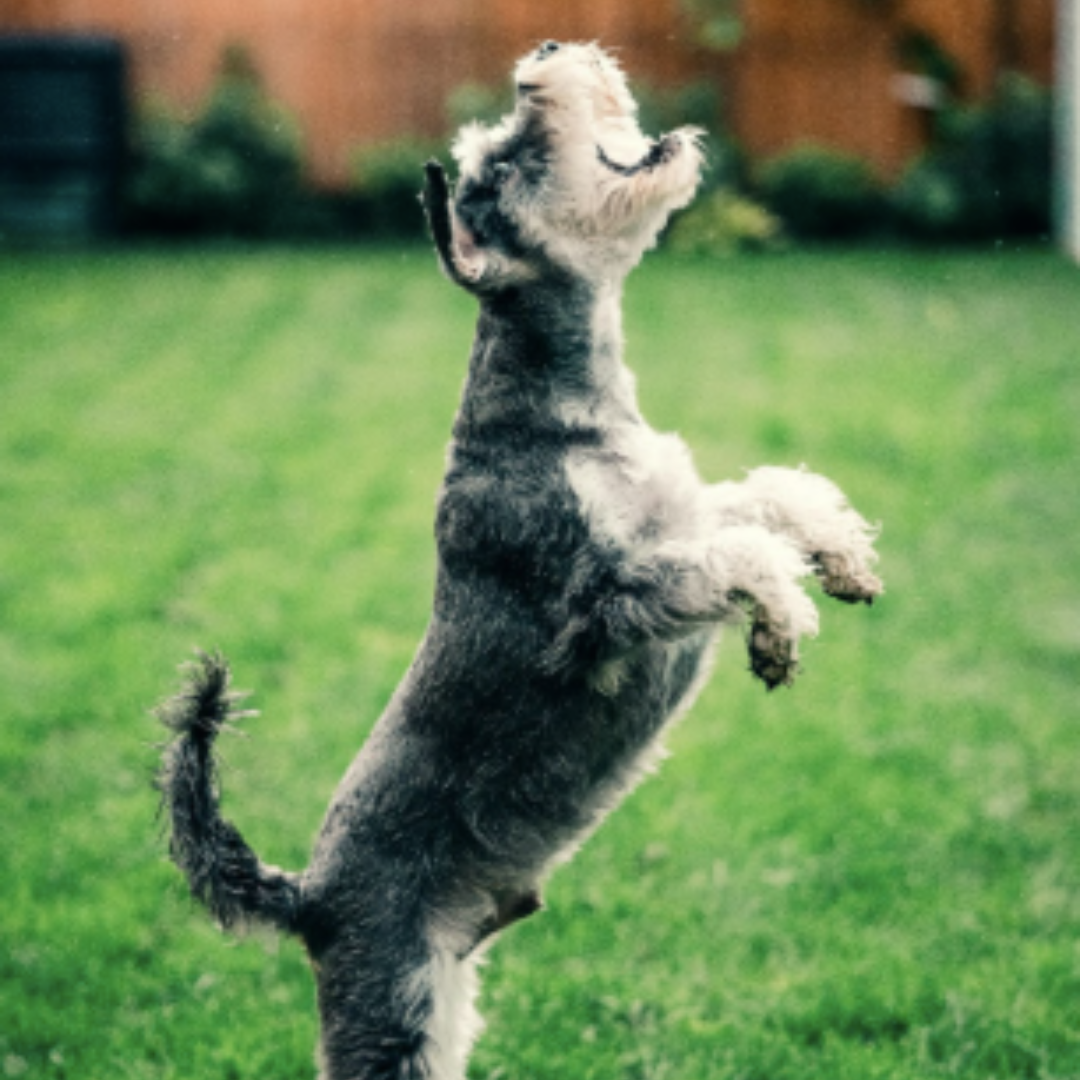 How To Keep Your Yard Dog-Ready