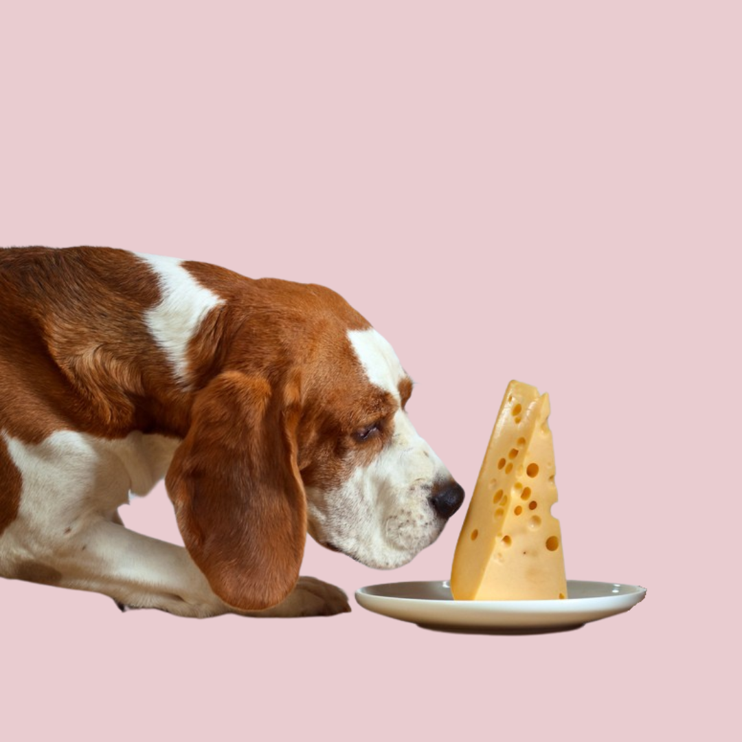 Our Top 5 Homemade Dog Treats with Cheese