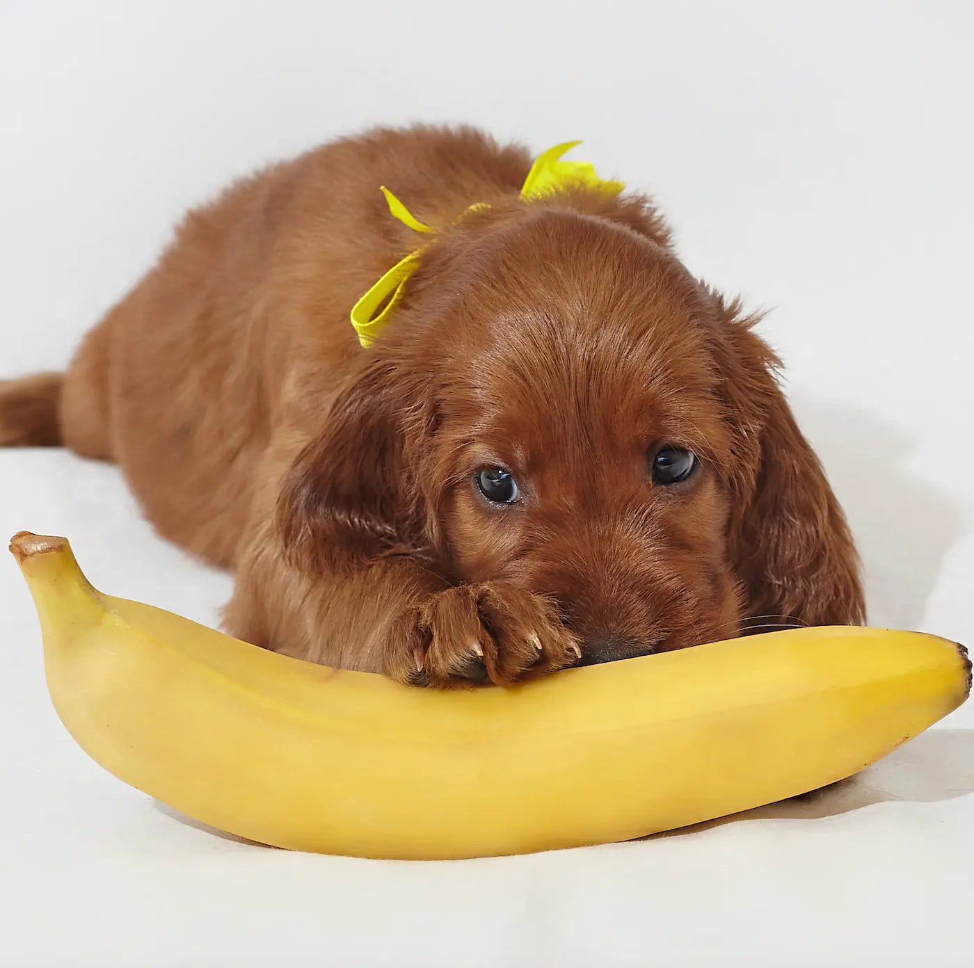 dog and banana