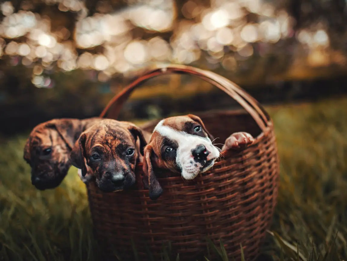 Why-Training-Is-Beneficial-for-Both-You-and-Your-Dog Dog Child
