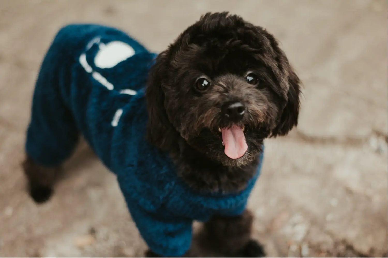 Cozy-and-Warm-Essential-Winter-Apparel-For-Your-Dog Dog Child