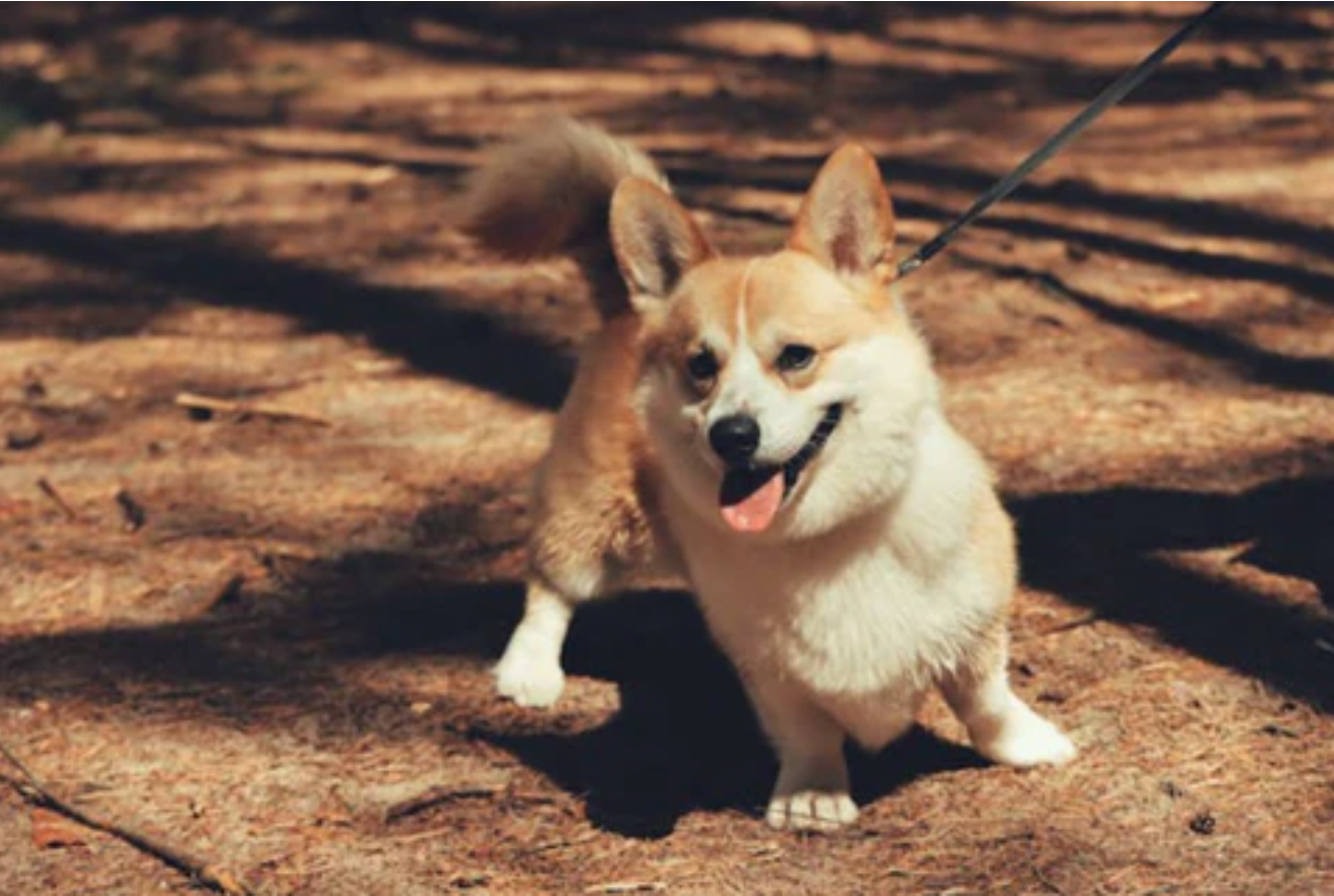Understanding Dog Liability: Protecting Yourself and Your Pet in Public