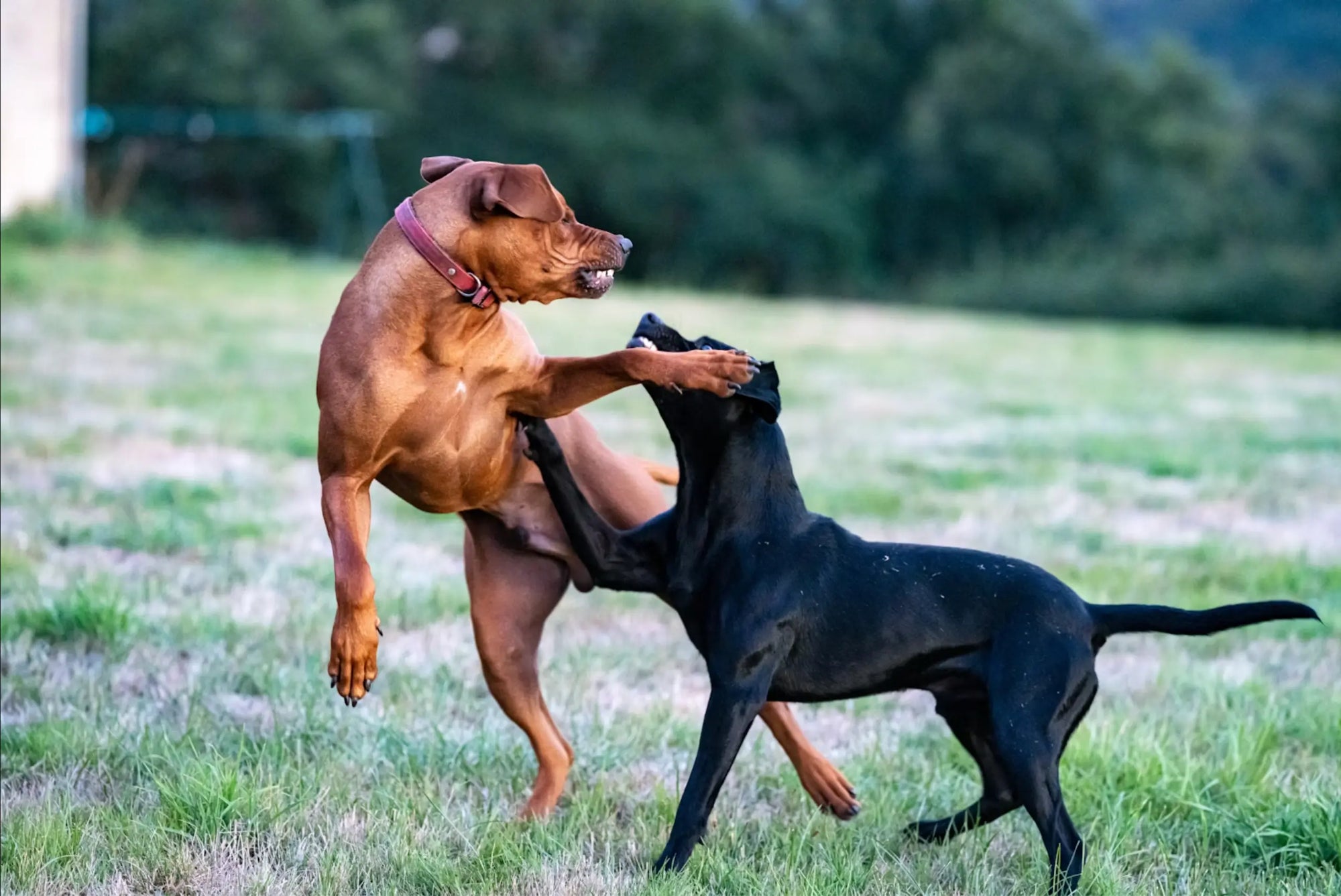 The-Real-Costs-of-Dog-Bites-What-Every-Pet-Owner-Should-Know Dog Child