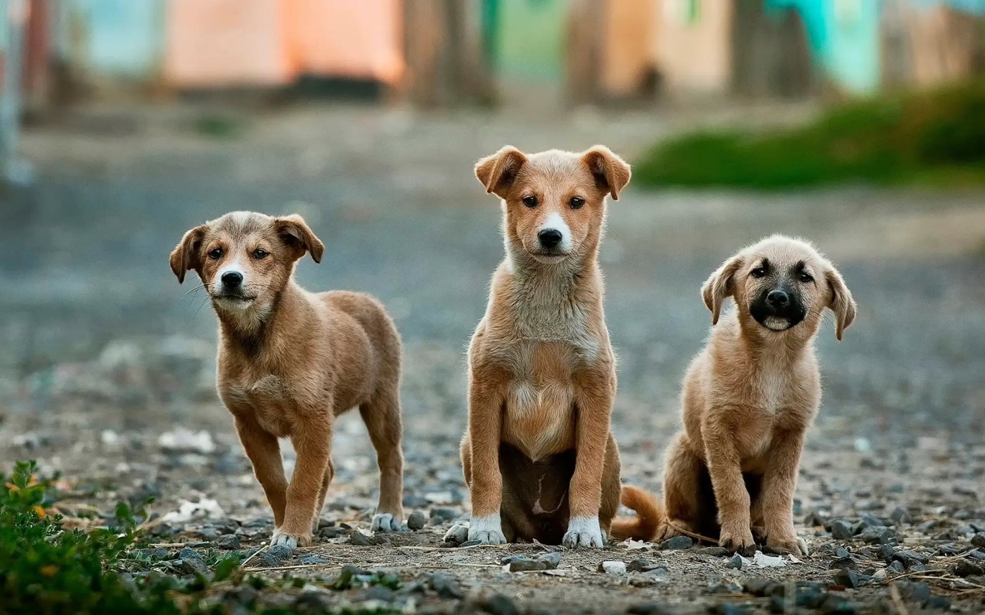 Five-tips-to-prepare-for-bringing-home-your-new-dog Dog Child