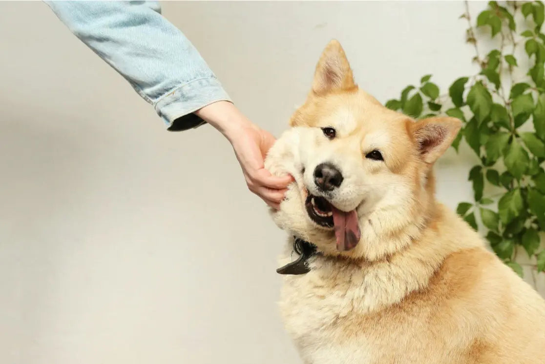 Tips-to-Becoming-a-World-Class-Dog-Handler Dog Child