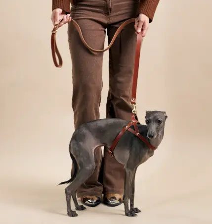 Adventure-Ready-Dogs-Essential-Tips-for-Safe-and-Fun-Outdoor-Activities-with-Your-Pup Dog Child