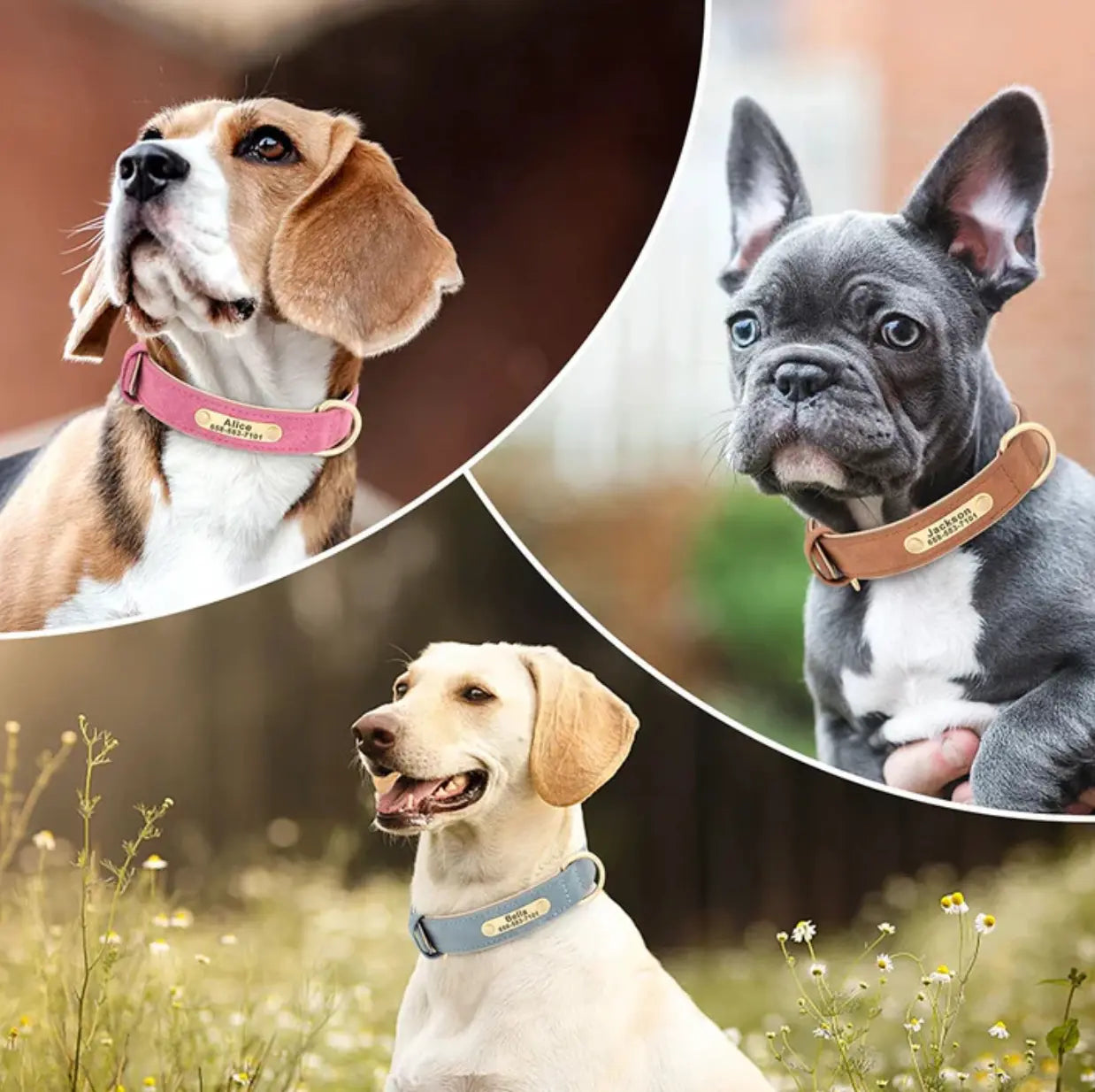 How-a-Personalised-Dog-Collar-Can-Make-Your-Pet-Safer-and-Easier-to-Identify Dog Child