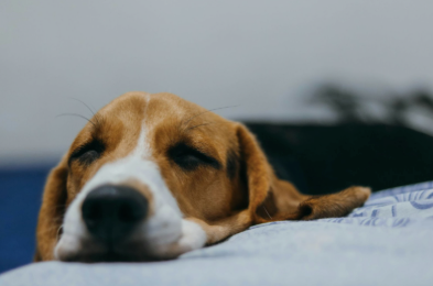 How to Spot Xylitol Poisoning in Dogs and What to Do If It Happens