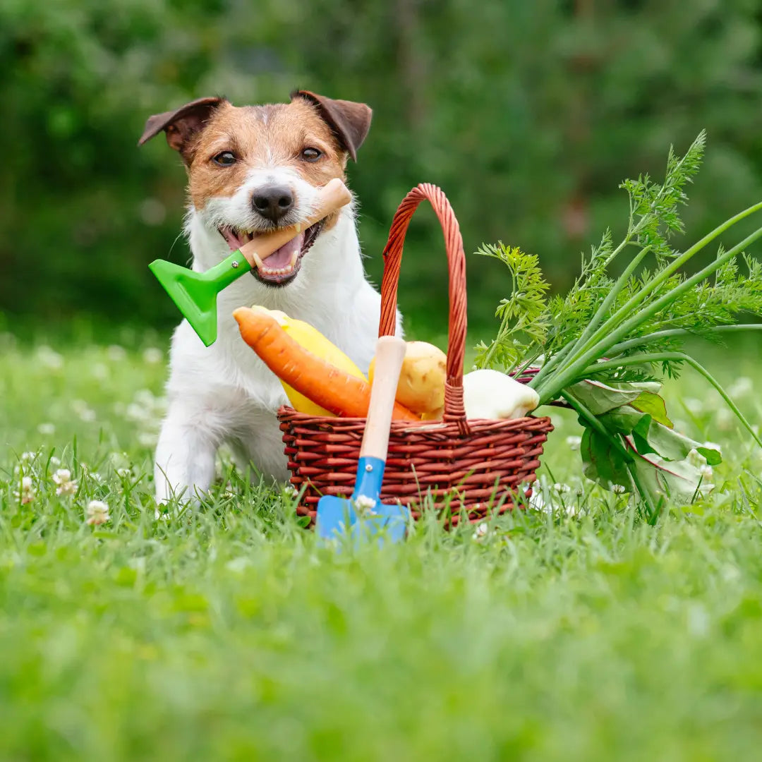 dog with sweet potato