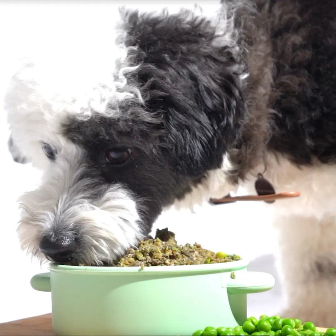 Dog eating chicken pot pie in a bowl