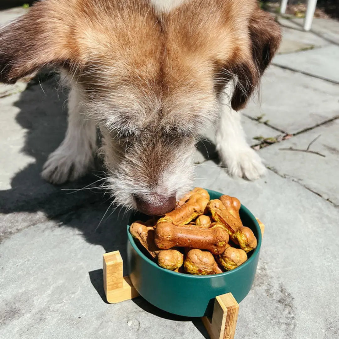 dog eating banana muffins in a bowl 