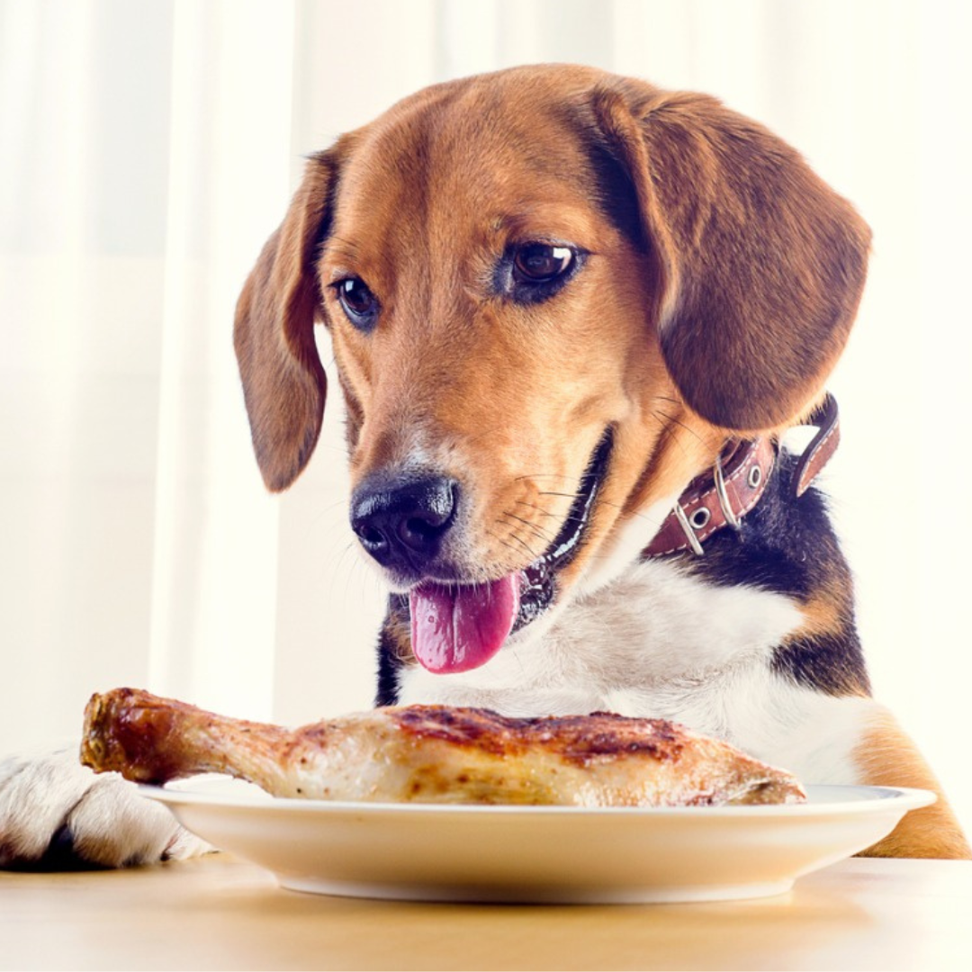 Foods your outlet dog can eat