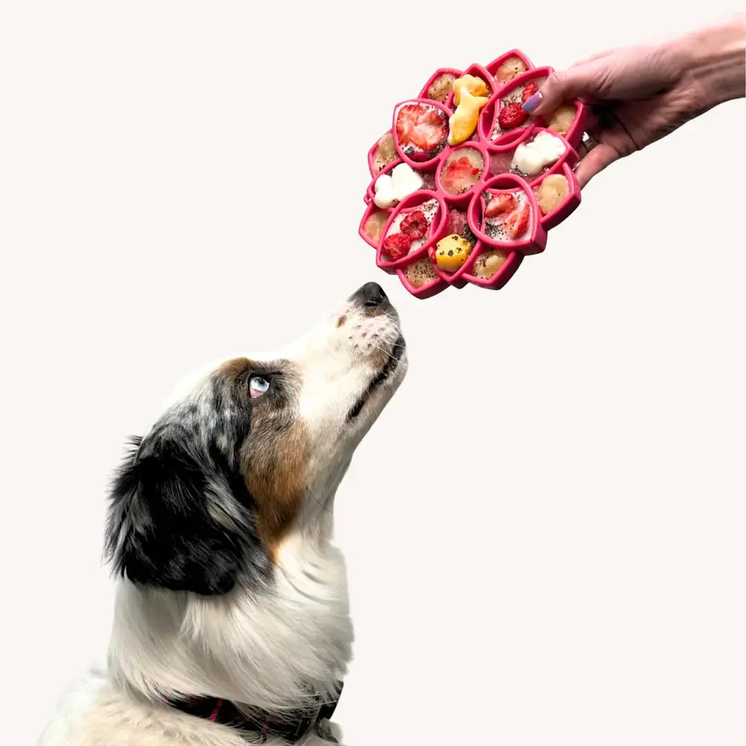 6 Foods to Put on Your Dogs Lick Mat (That Arenât Peanut Butter!) Dog Child