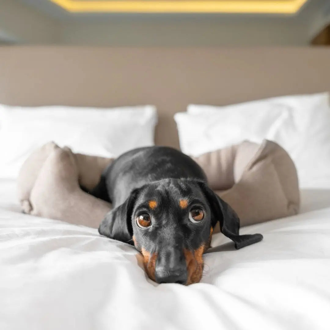9-Courtesies-to-Observe-When-Staying-in-a-Pet-Friendly-Holiday-Rental Dog Child