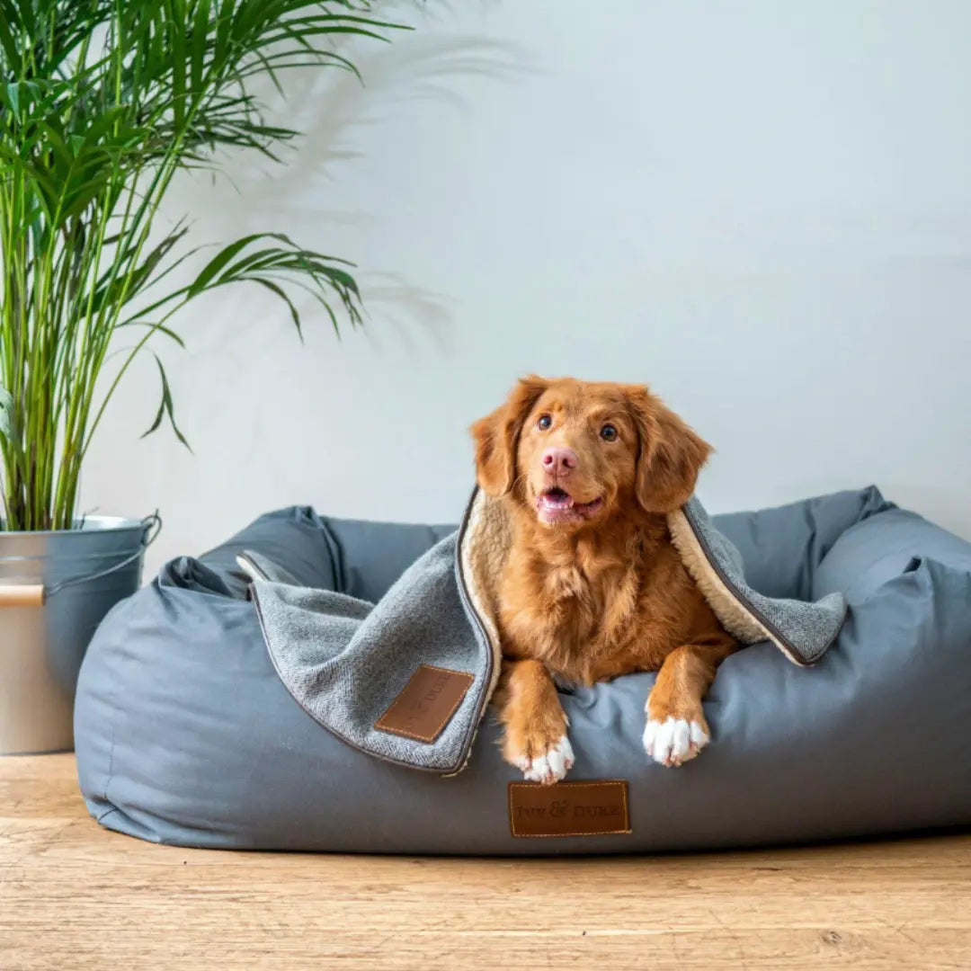 The Best Ways to Create a Safer Home for Dogs With Mobility Challenges Dog Child