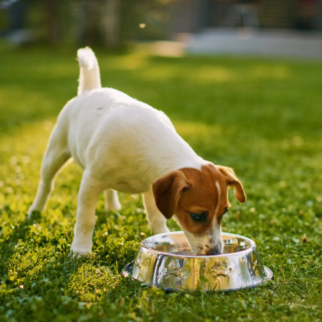 Environmental Impact of Dog Food Production: Carbon Footprint Analysis Dog Child
