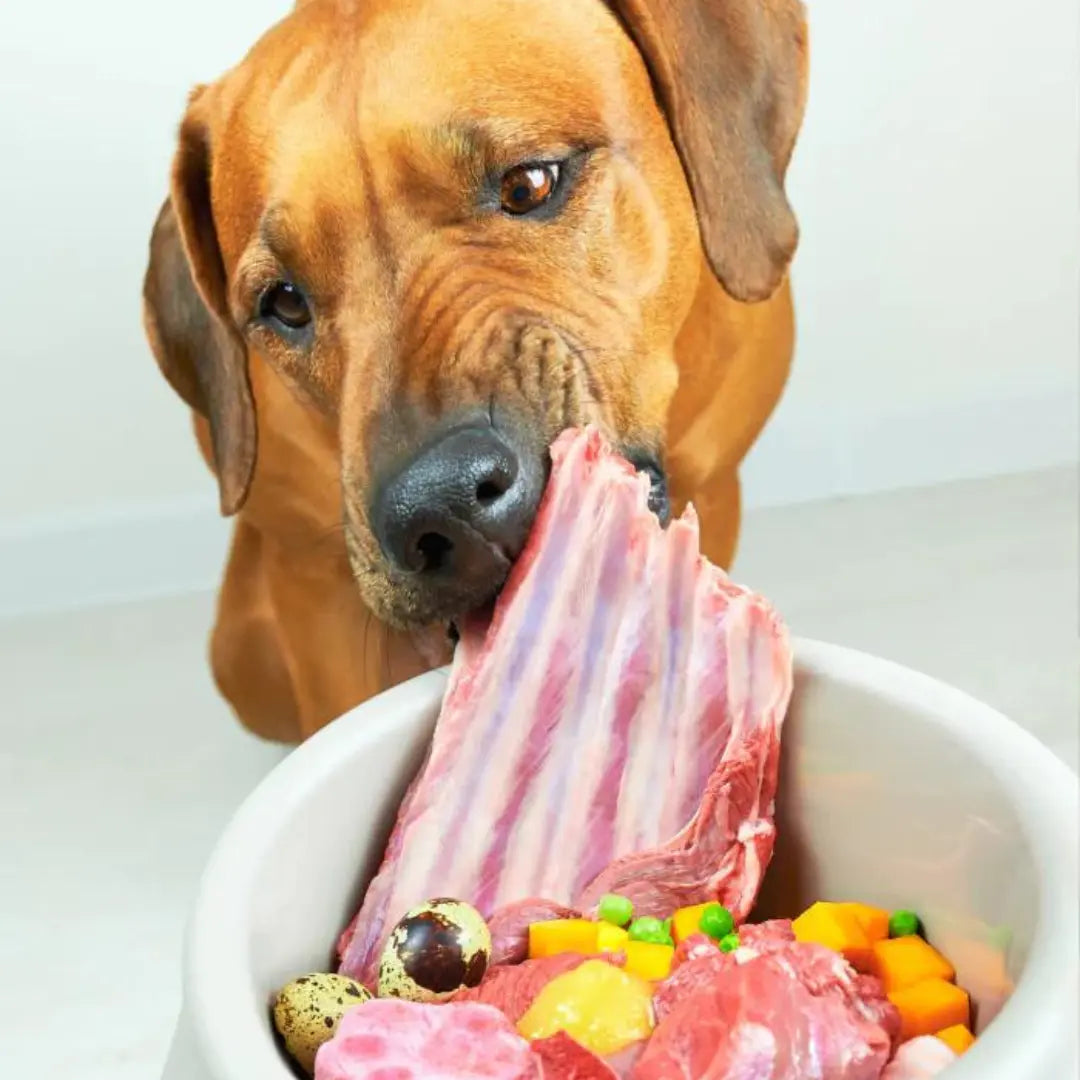 Dog eating meat