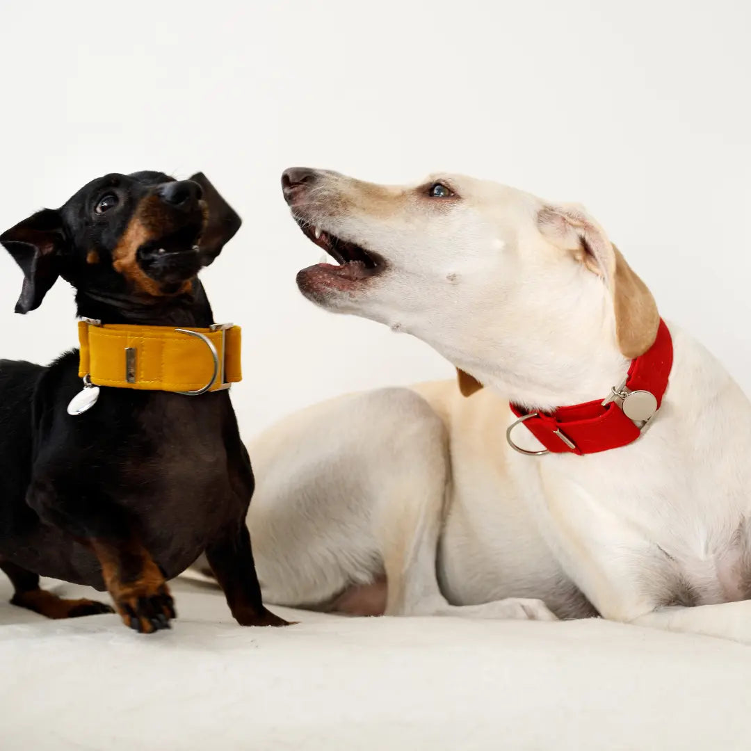 Why Does My Dog Bark Randomly, And How Can I Stop It? Dog Child