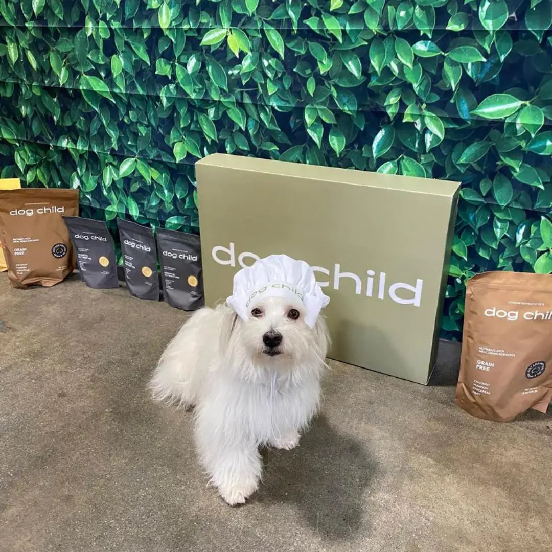 Upcoming Events at Dog Child Dog Child