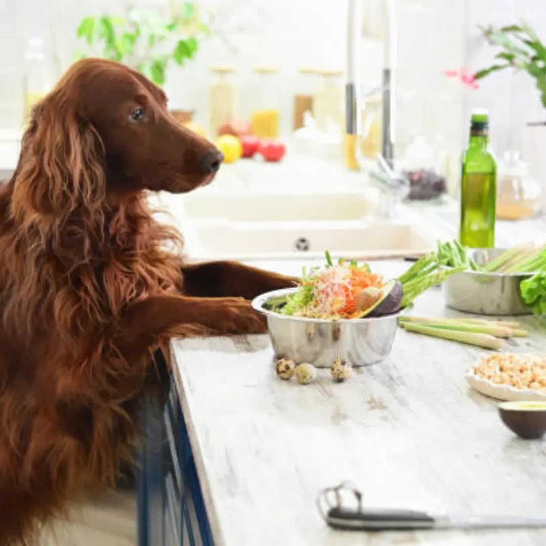 Dog eating vegetables