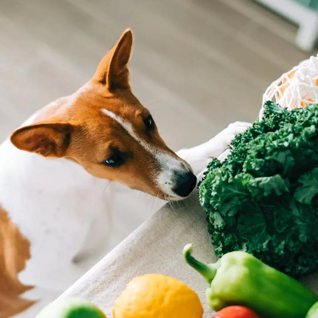 White and Brown dog looking at fresh fruit and vegetables on the counter