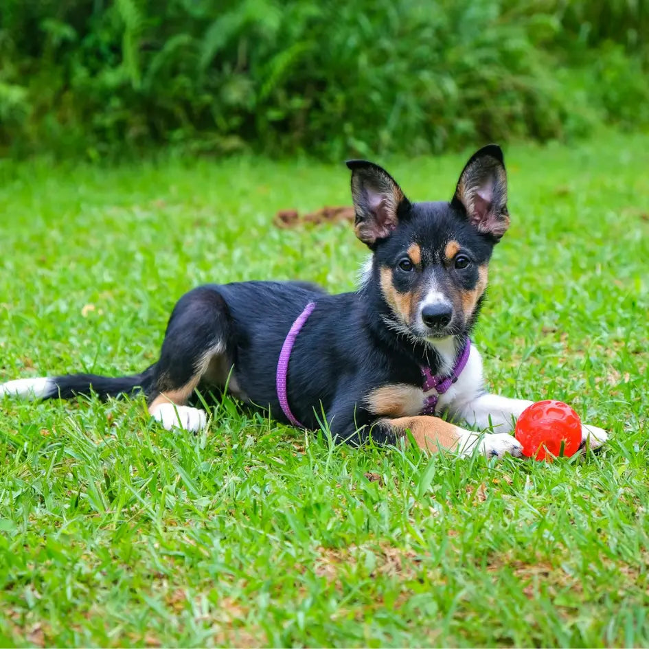 4-Tips-for-Maintaining-a-Healthy-Lawn-with-a-Dog Dog Child