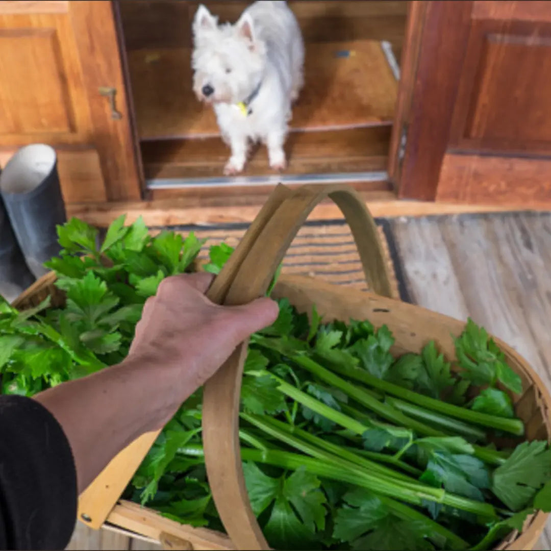 Can Dogs Eat Celery? The Surprising Benefits and Dangers - Dog Child