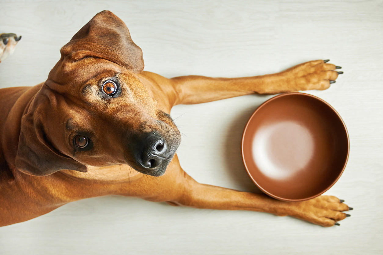 Dog waiting with a bowl to be fed