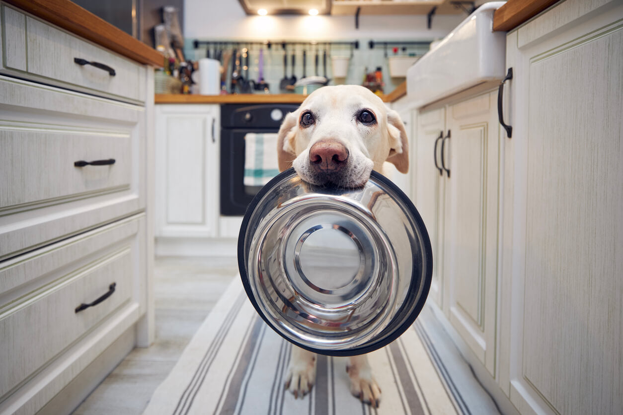 hungry dog holding a bow